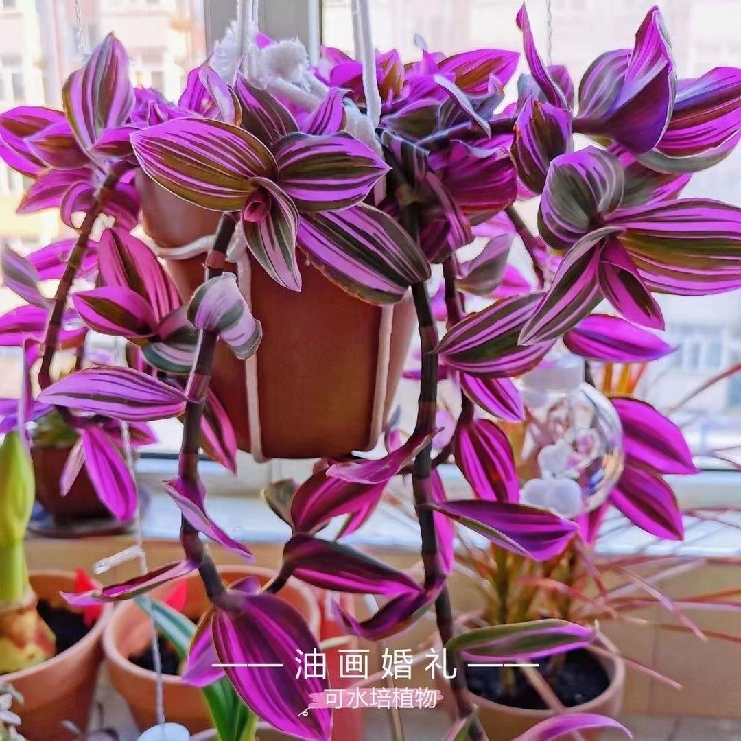 花之雨花卉