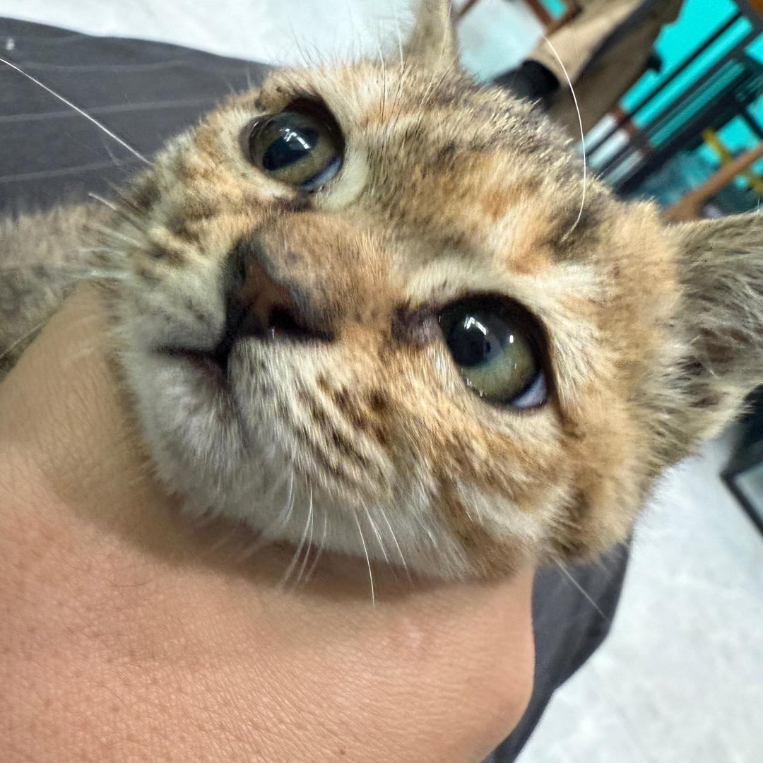 🔫这个销售不太冷