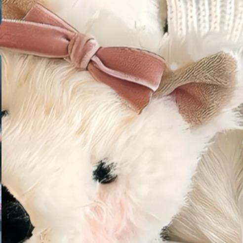 招财小猫喵喵喵