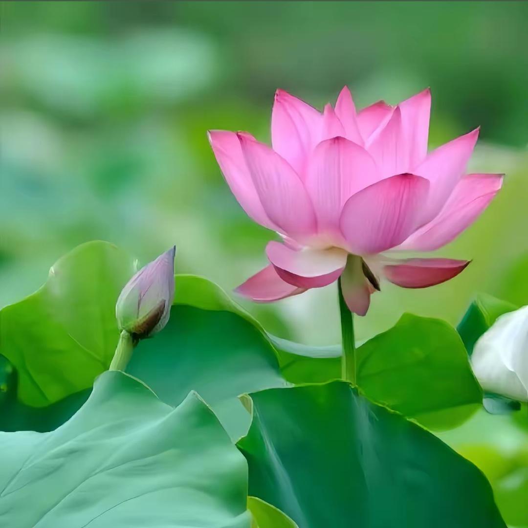 粉嘿百货