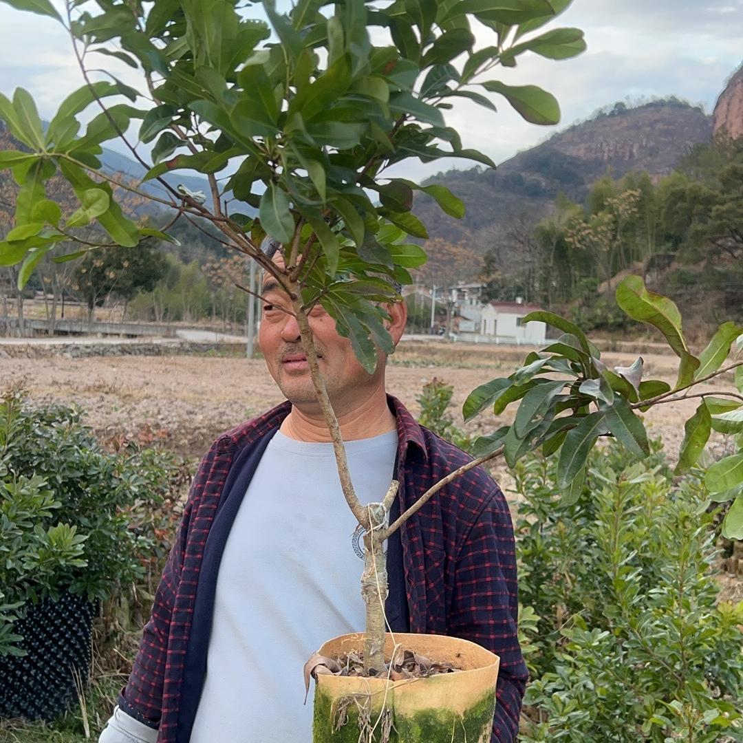 花农氏仙居果树苗木专卖店果苗