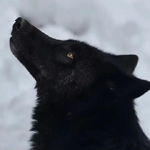 冷艳狼王x9