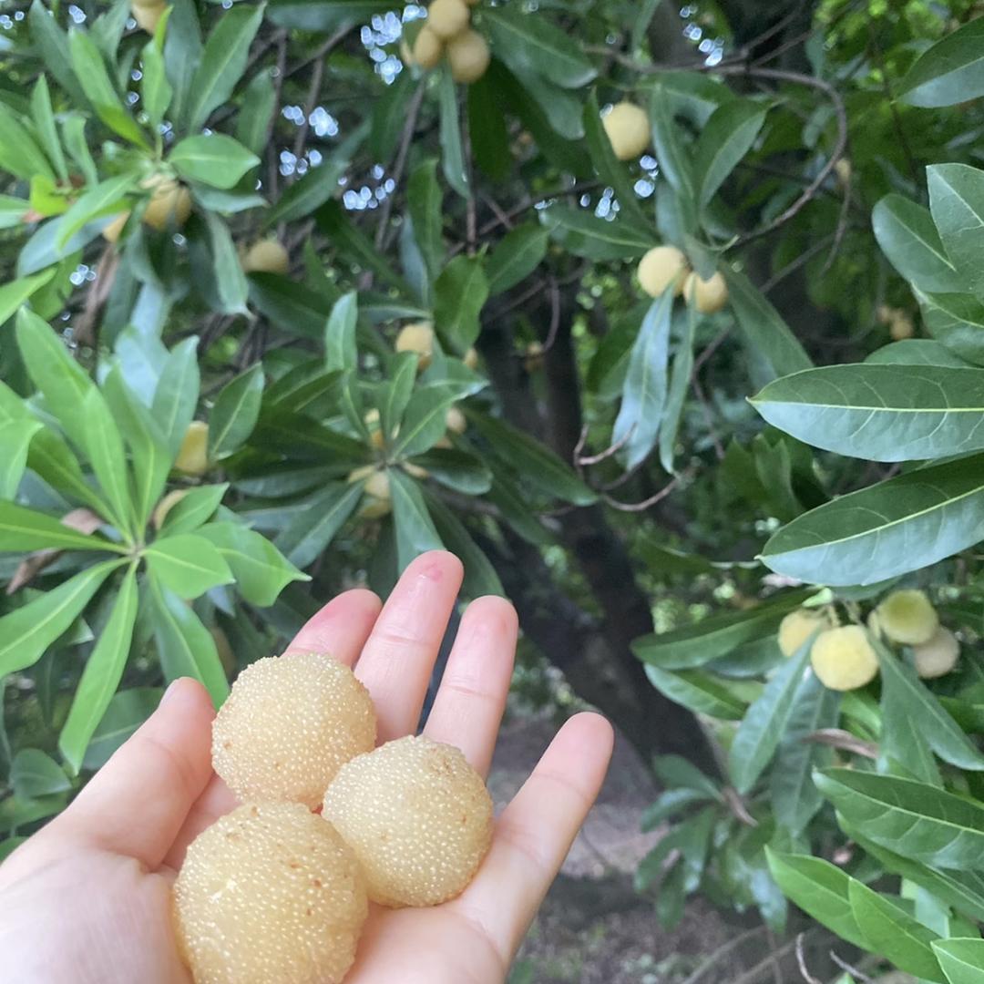 语南果树苗木旗舰店