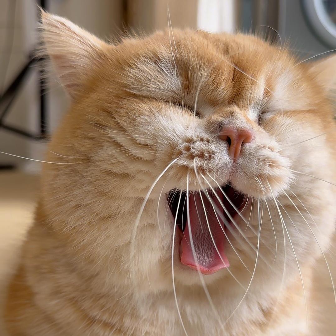 闪闪是只猫