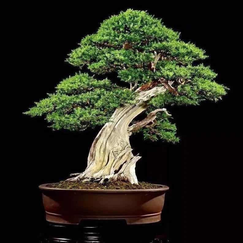 文哥玩盆景1号仓