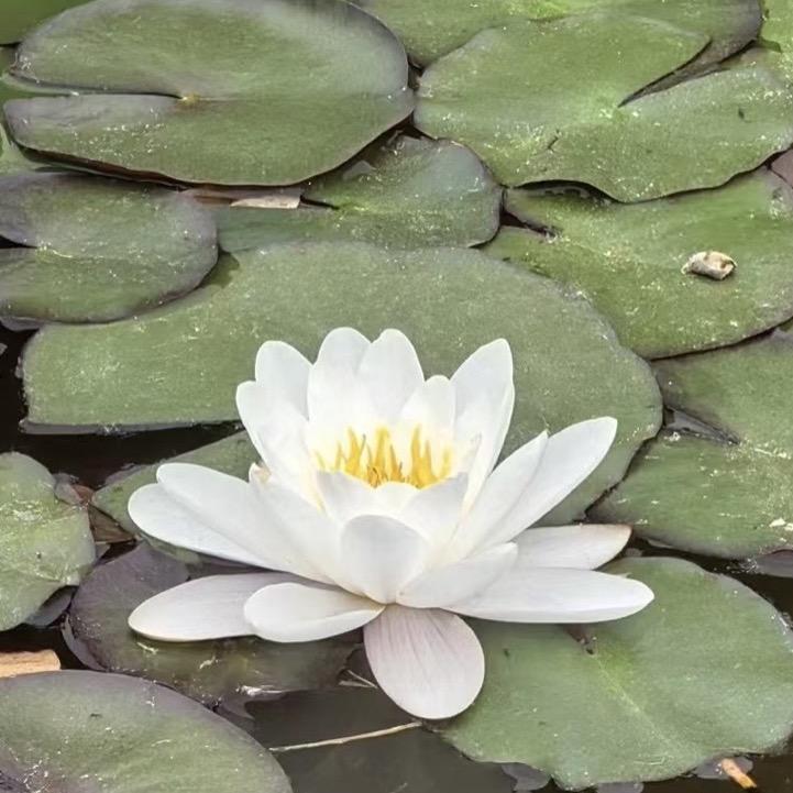 妙真老师：感恩遇见