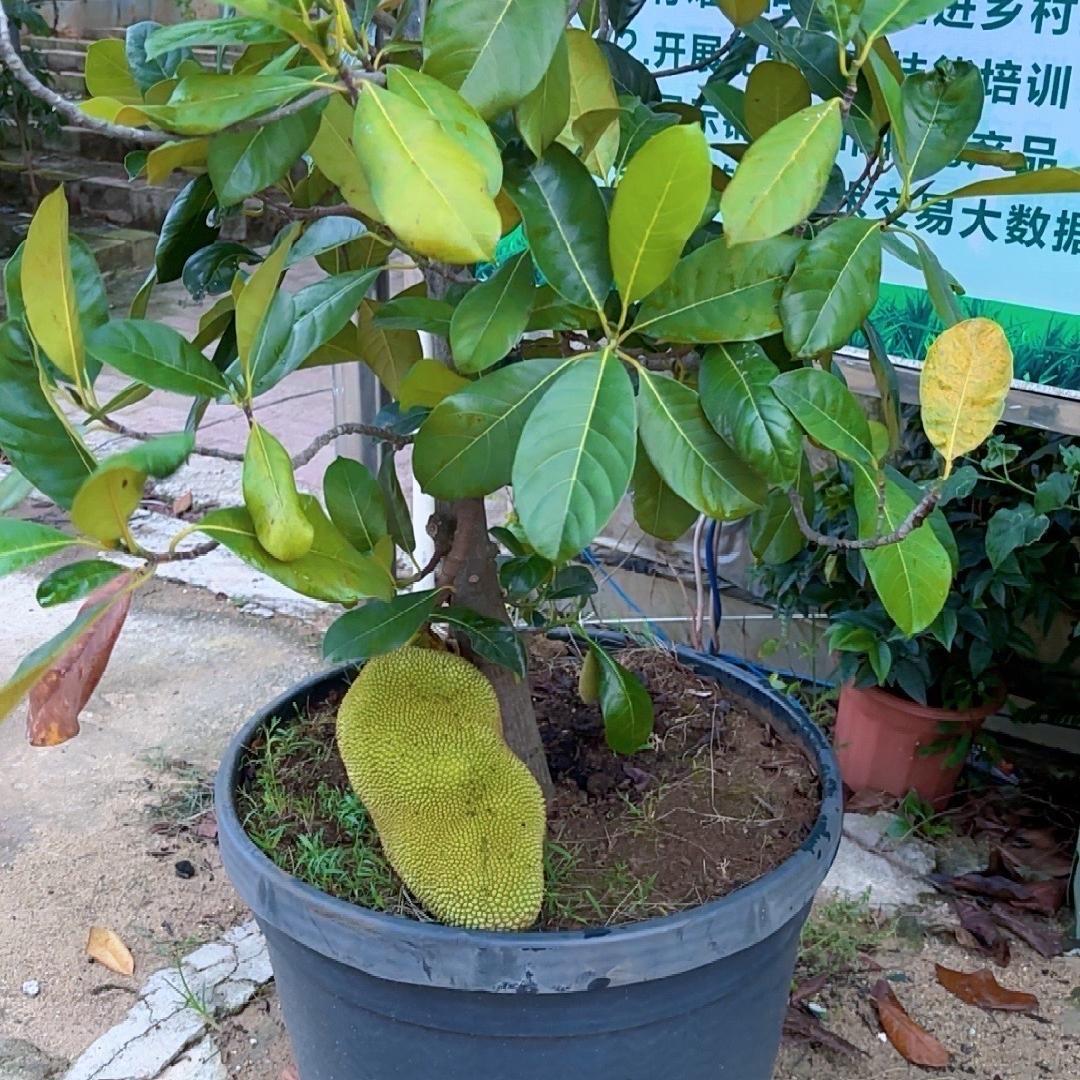 果里满果树苗木专营店