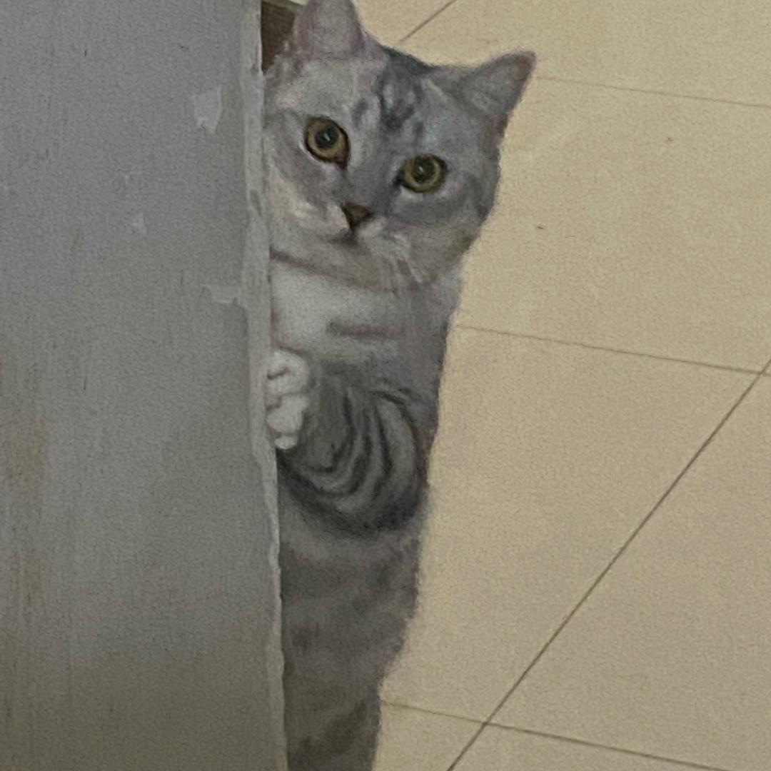 一只小嘟嘟🐈