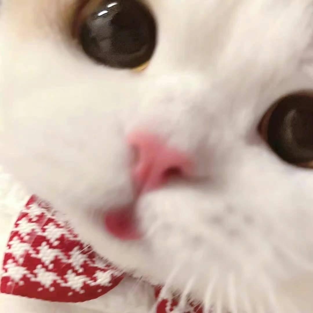 靠谱小噜