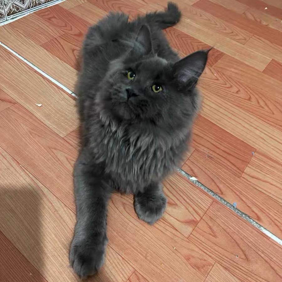 养猫人家的缅因猫