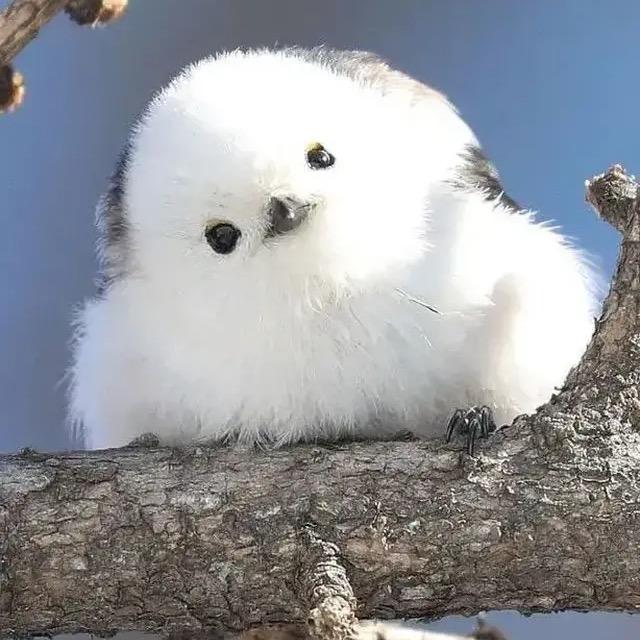 森弟