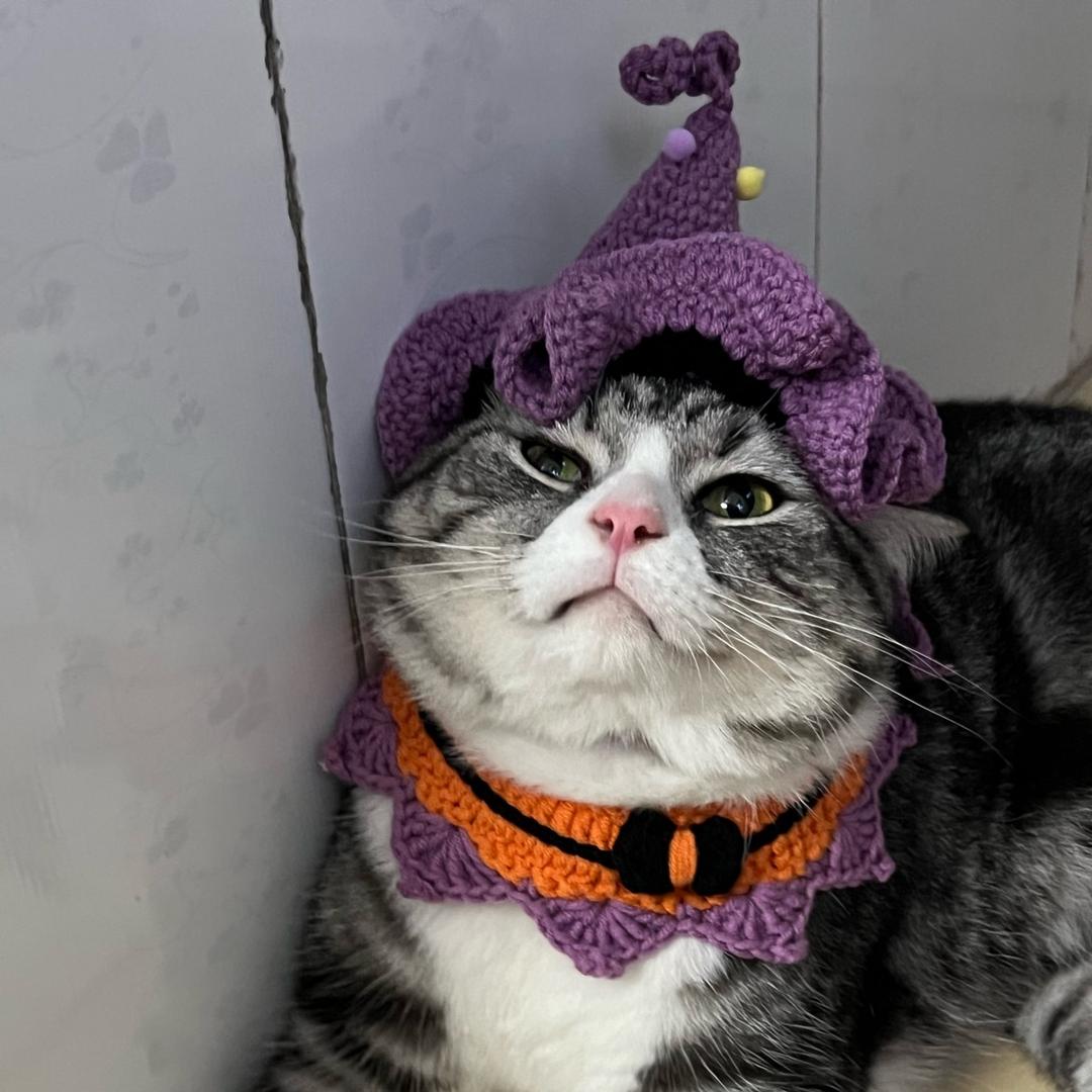 六只猪咪主理人