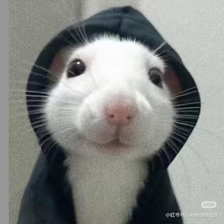 鱼的记忆面包