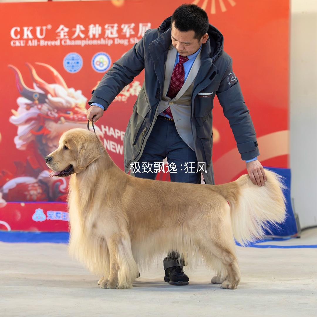 极致飘逸金毛犬舍