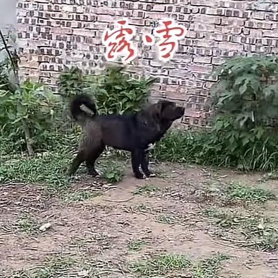 鹏翔河曲獒