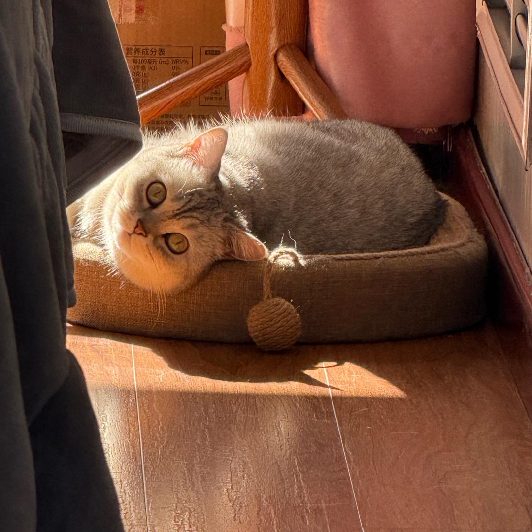 奶茶是只银渐层