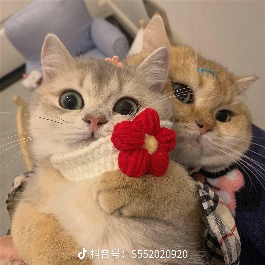葛