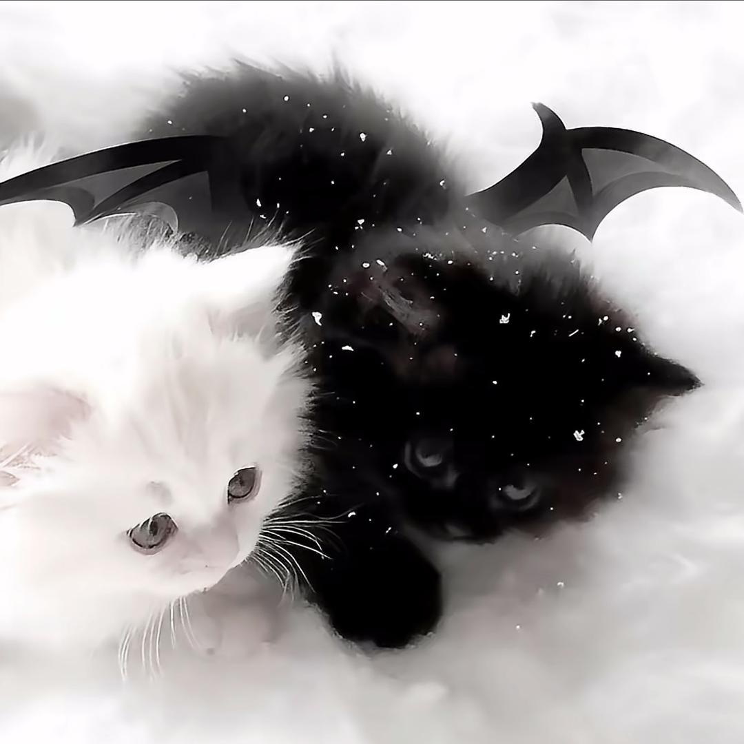 我的猫不爱我