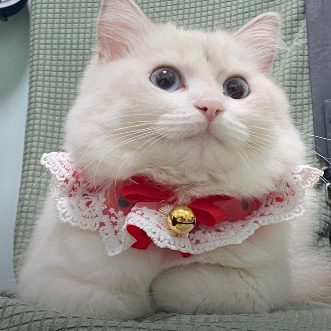 小小逐梦人