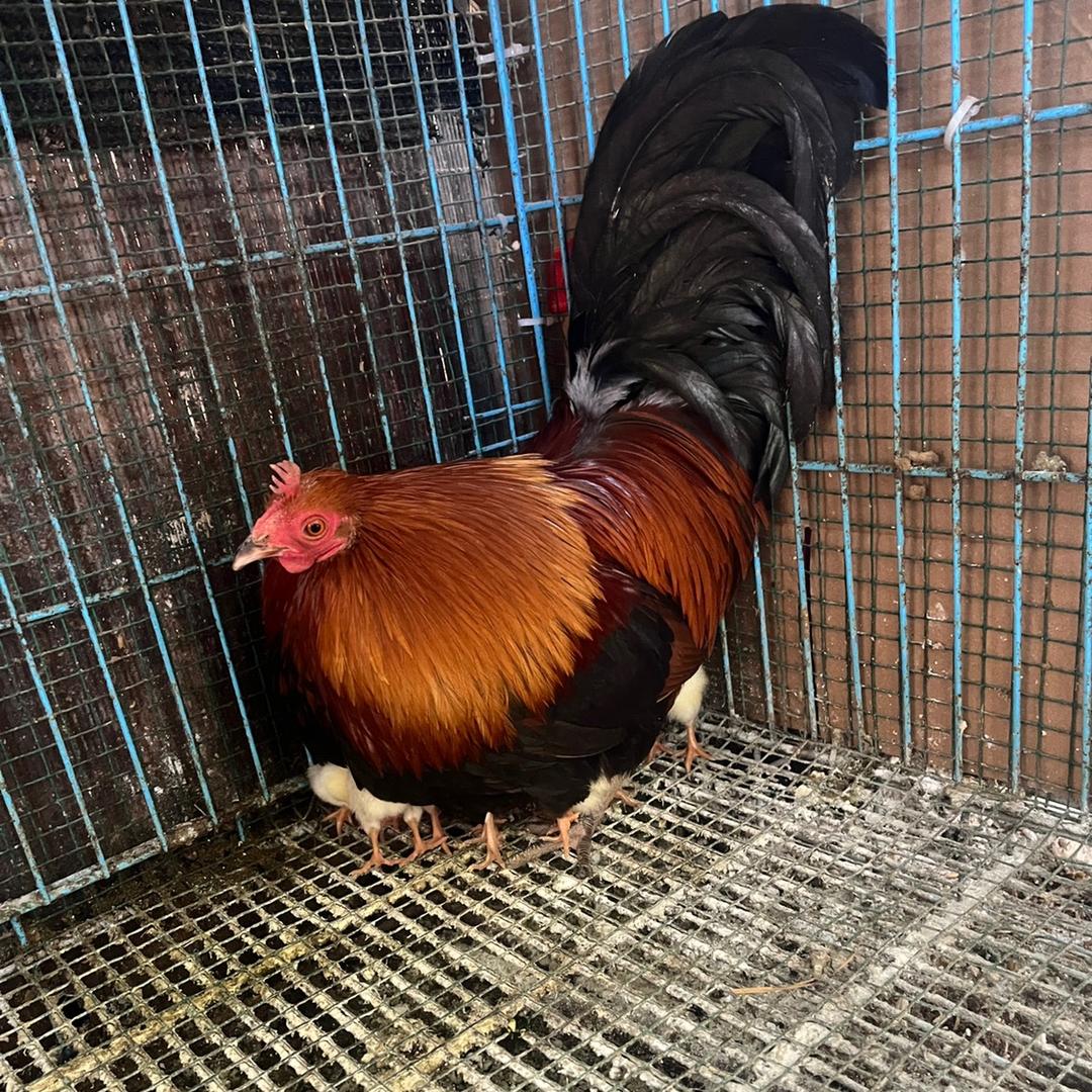 小农民👨‍🌾