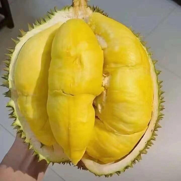 小妹自家果园批发