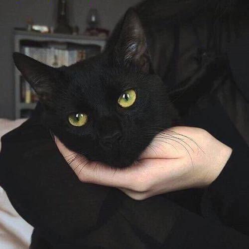 夜夜
