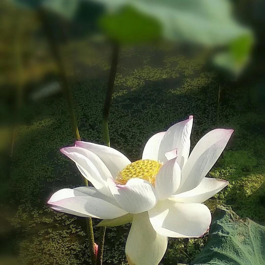 青山绿水李