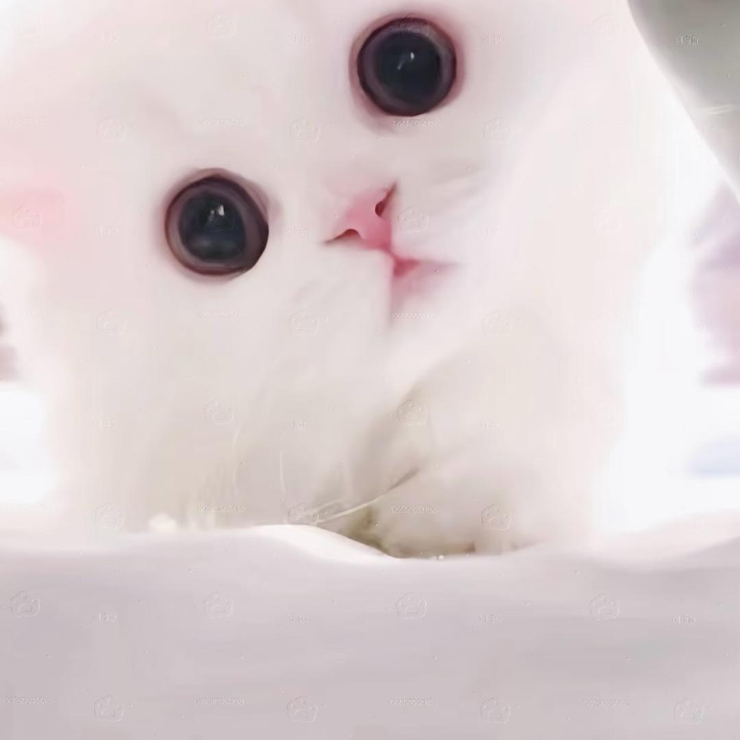 垂耳喵