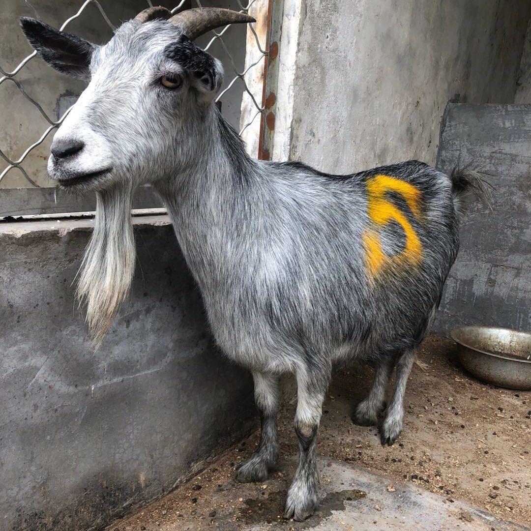 宪豪养殖