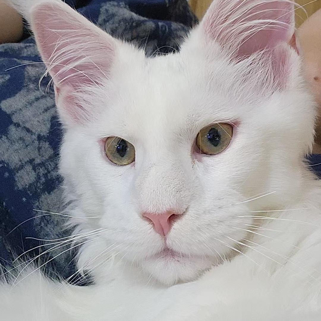 缅因猫王子
