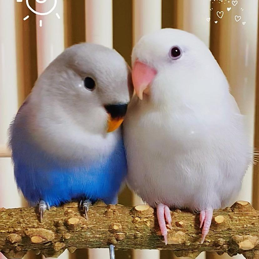 💞京宠缘🦜