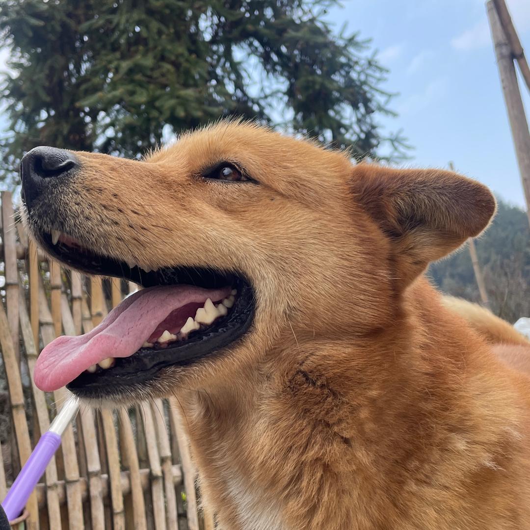 阿德哥的小黄狮