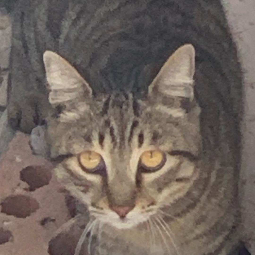 便当