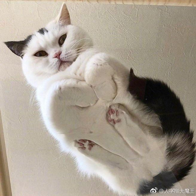 黑唐老鸭