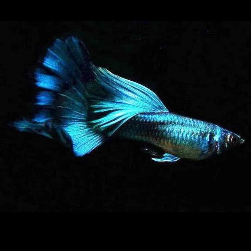嗖嗖游精品孔雀鱼🐟