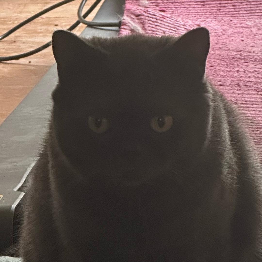 蜡笔小猫