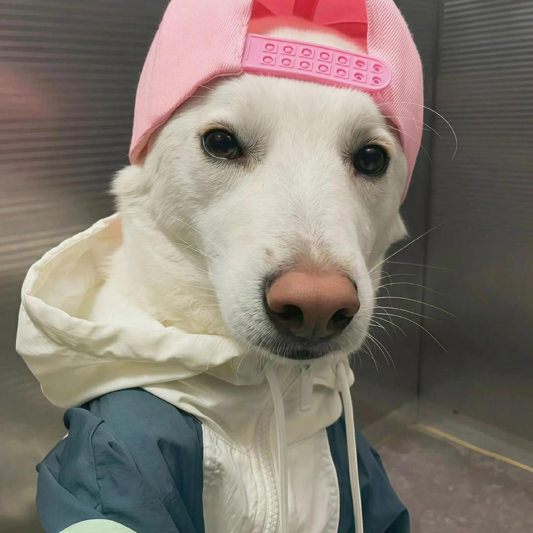 哈基水