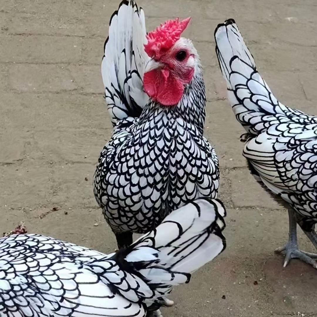 嘉祥县康达冷藏厂