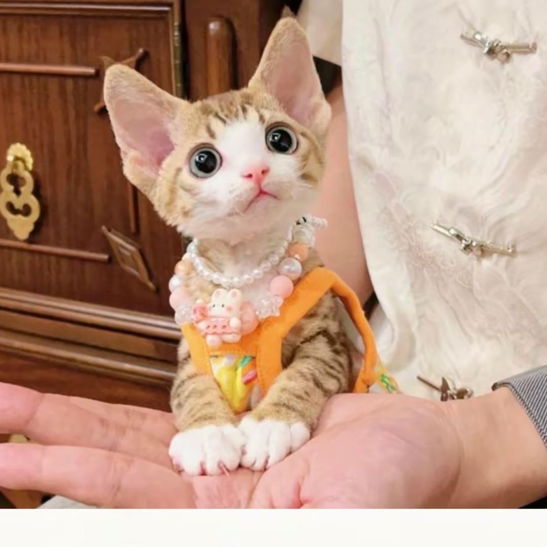 撸串