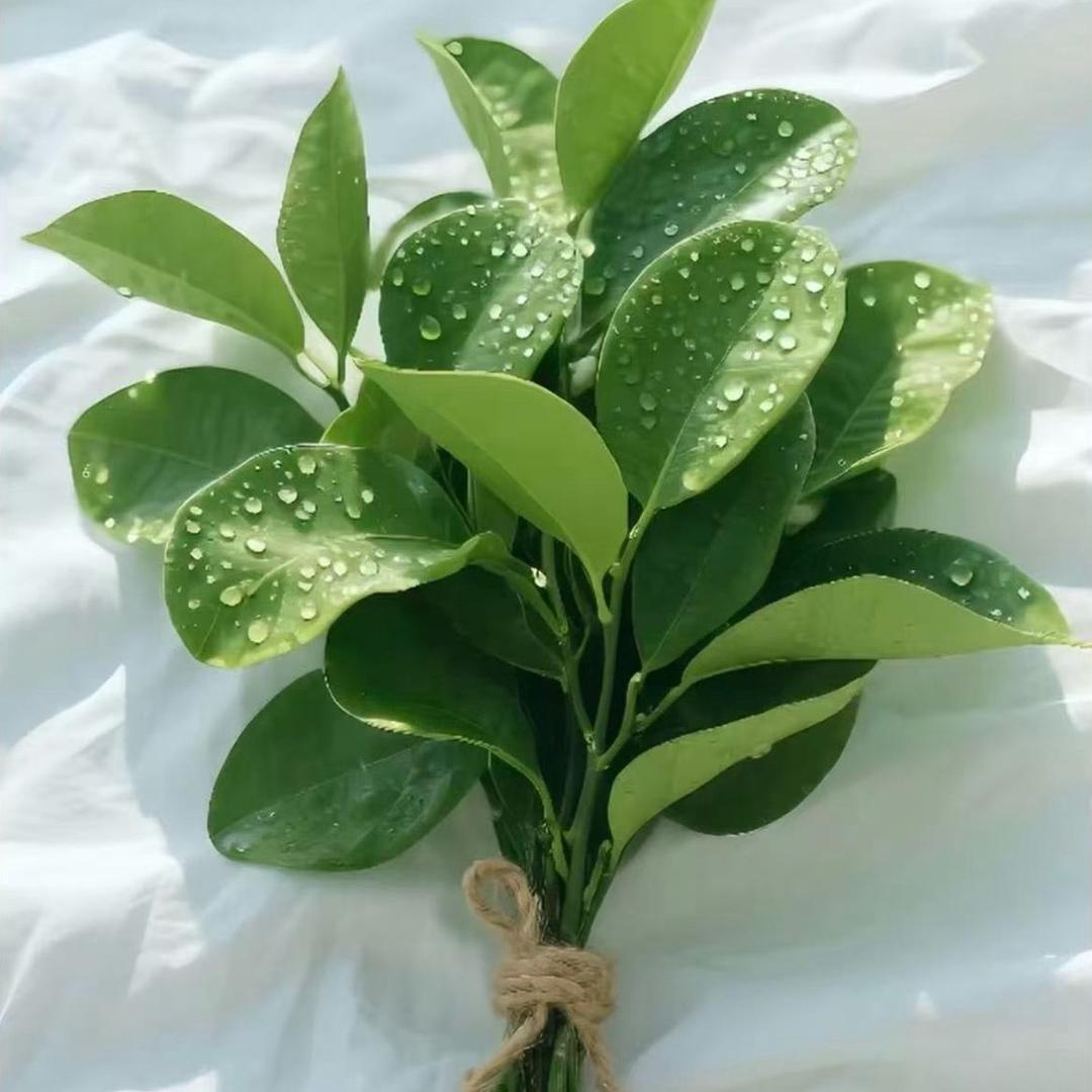 ʜᴀ͟ᴘ͟ᴘ͟ʏ ᴇᴠᴇʀʏᴅᴀʏ̆̈