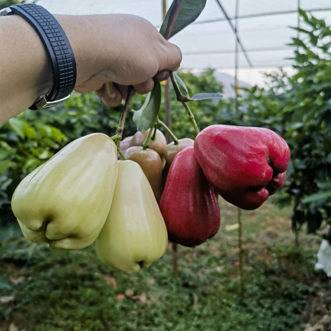 百果岩👨‍🌾