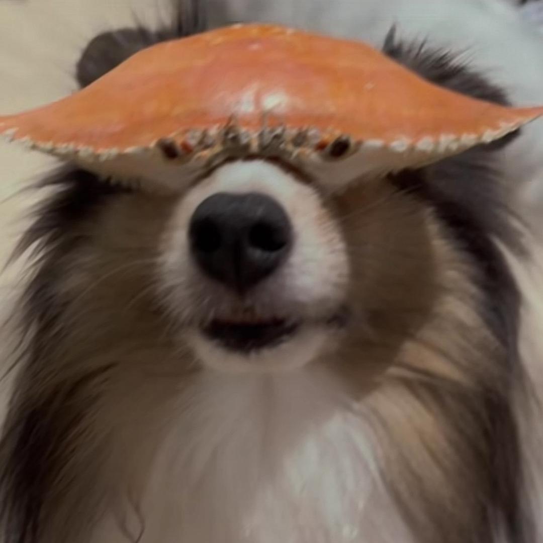 木蔑.