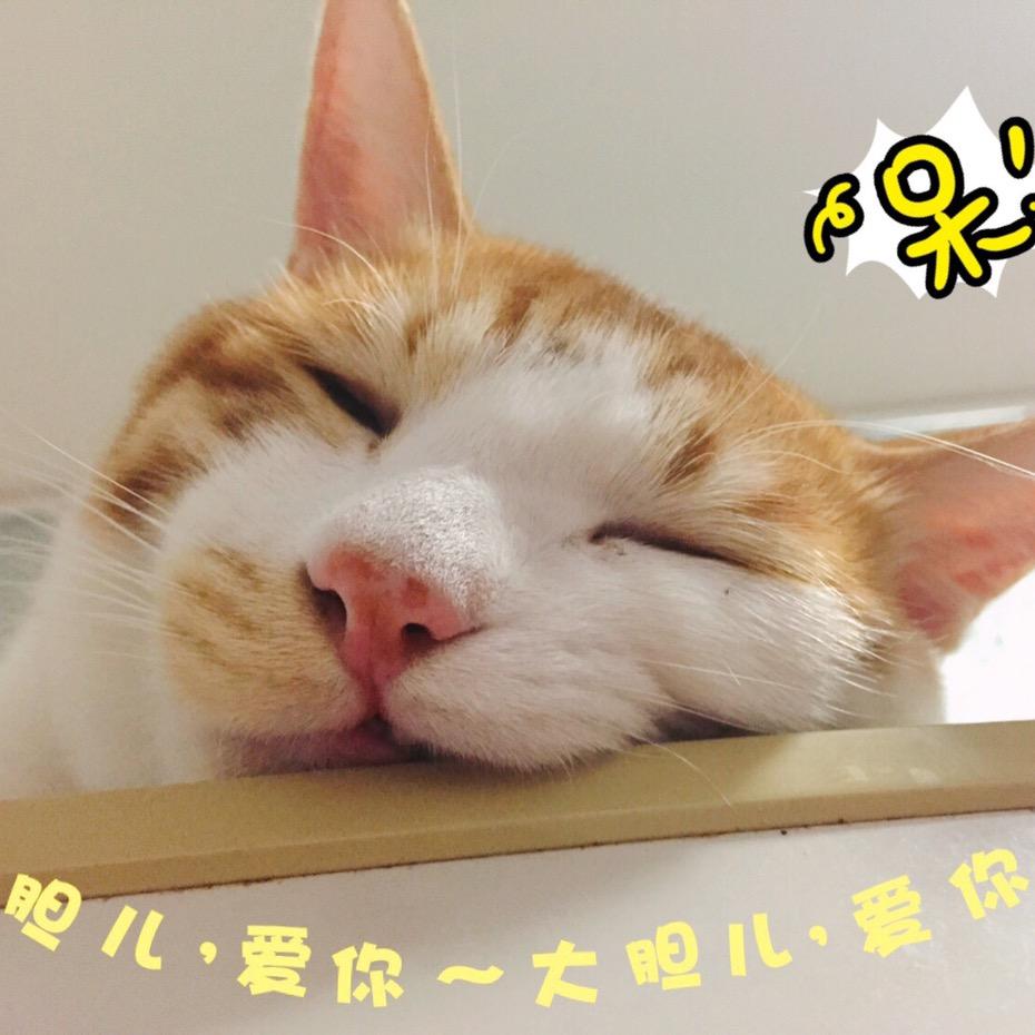 大胆儿是只猫