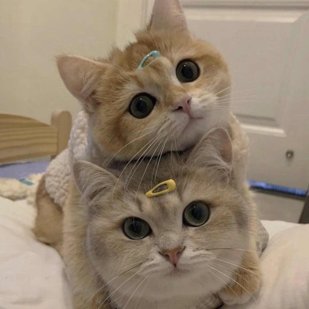 Kitty 欣～