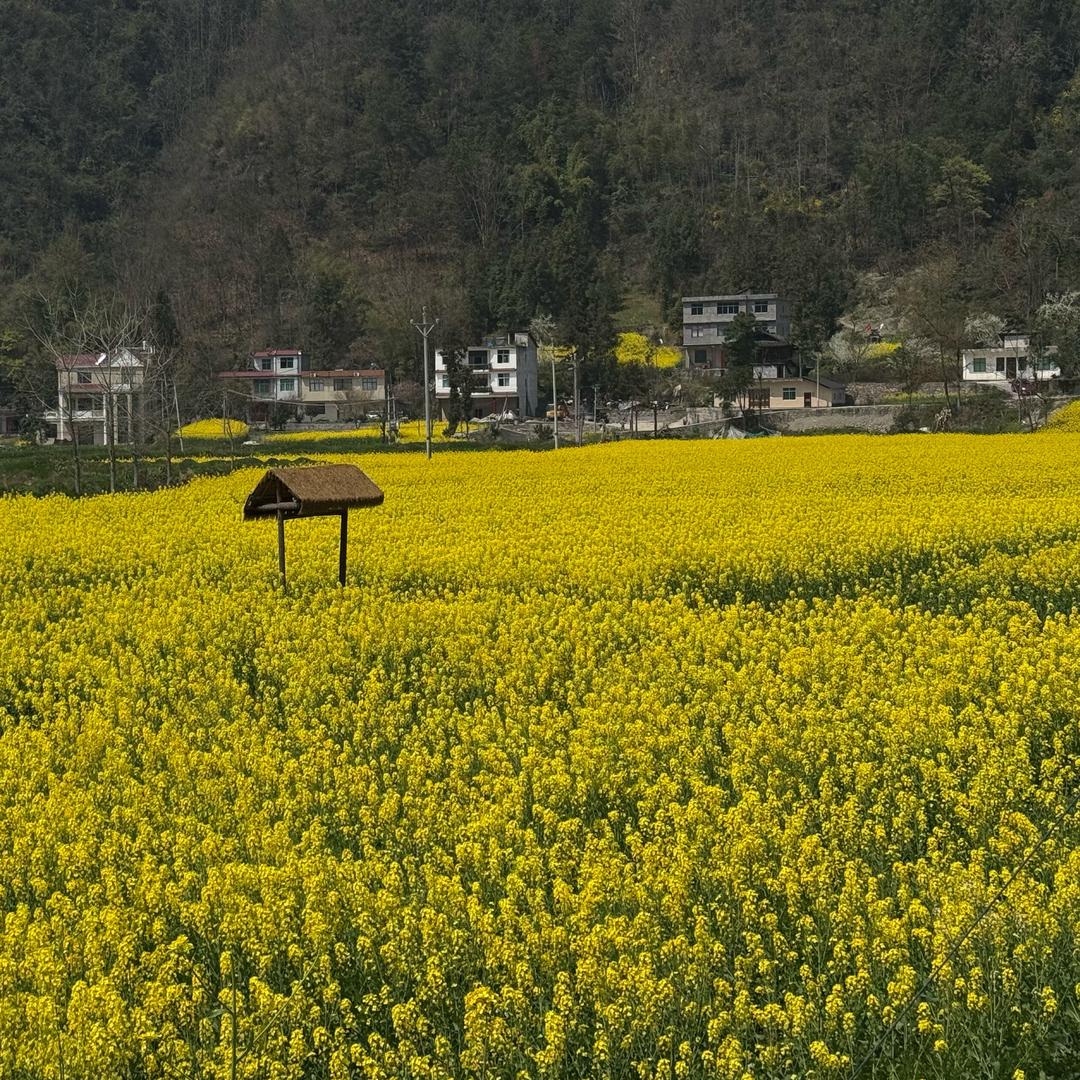 羽