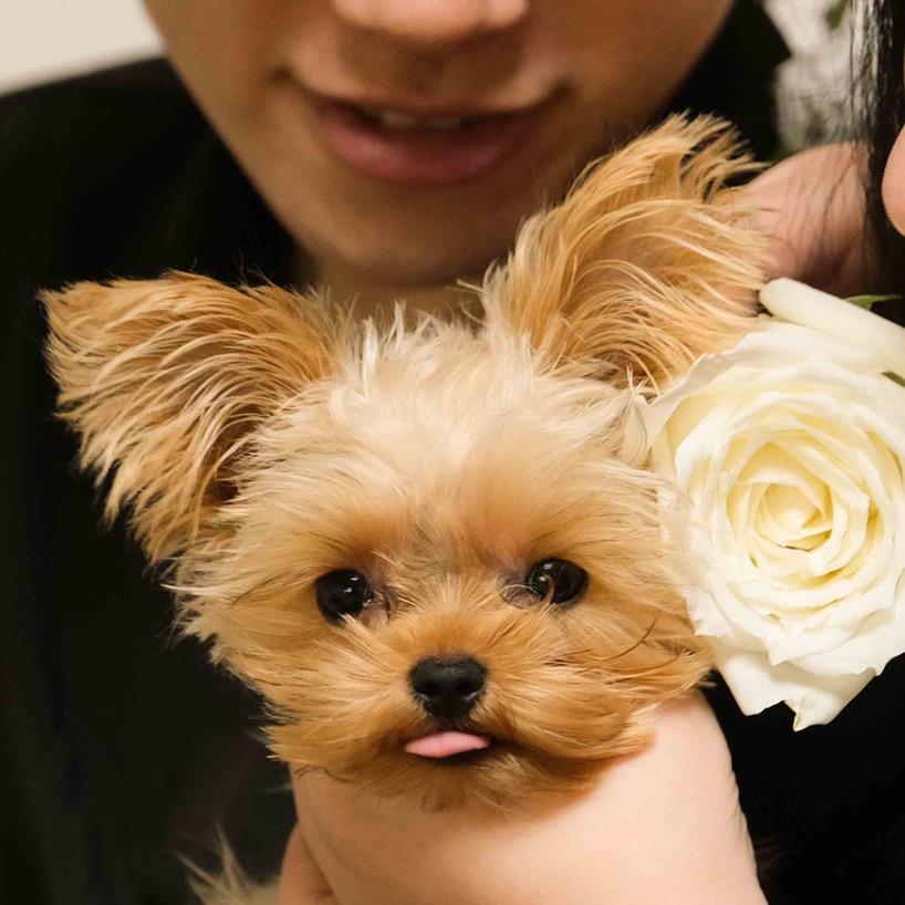 啾咪是真的约克夏