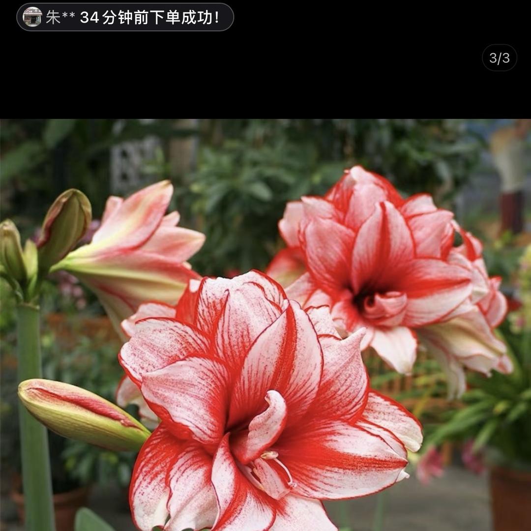 米饭花园