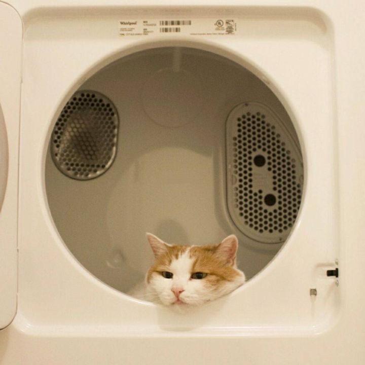 宣子