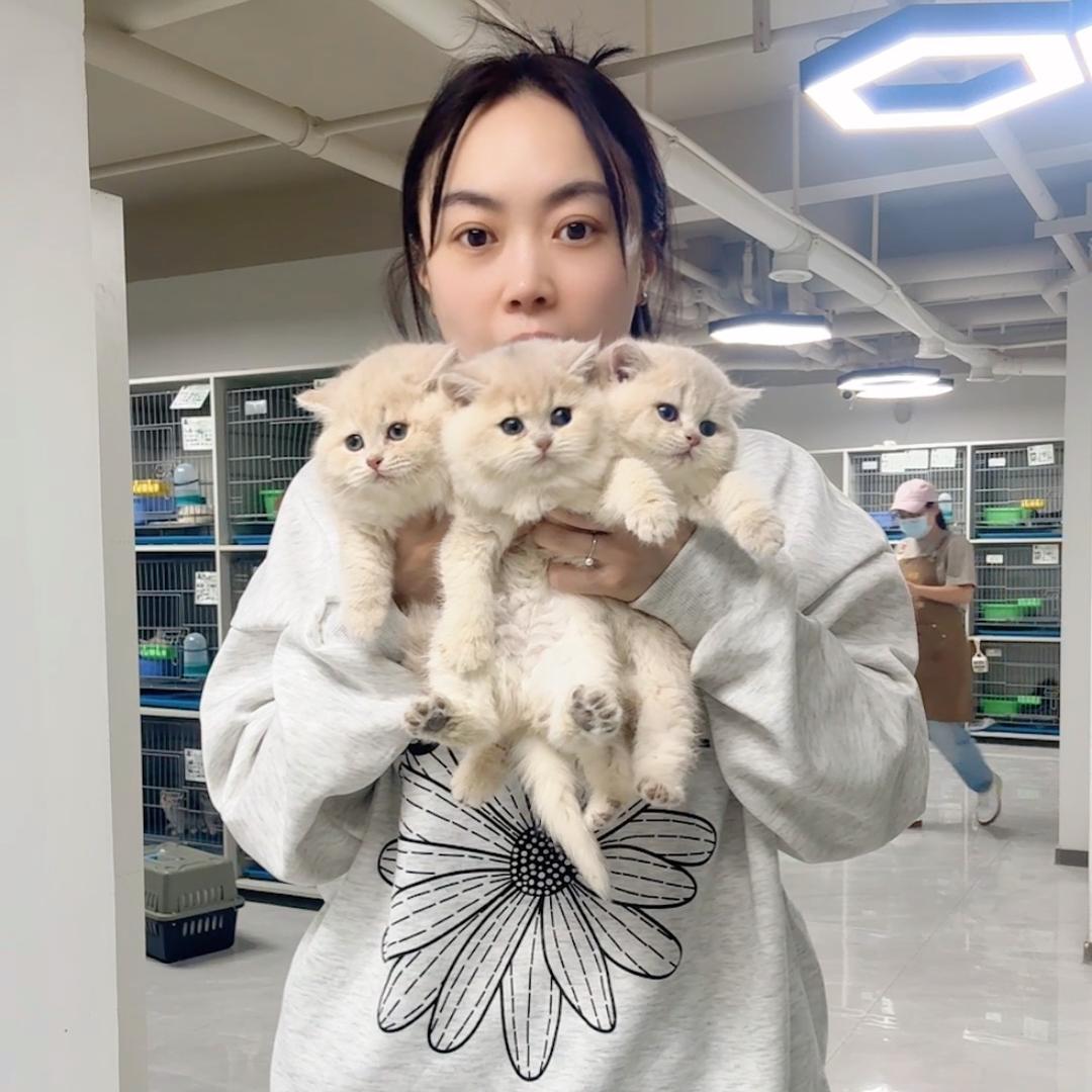 猫殿豆芽直播号！