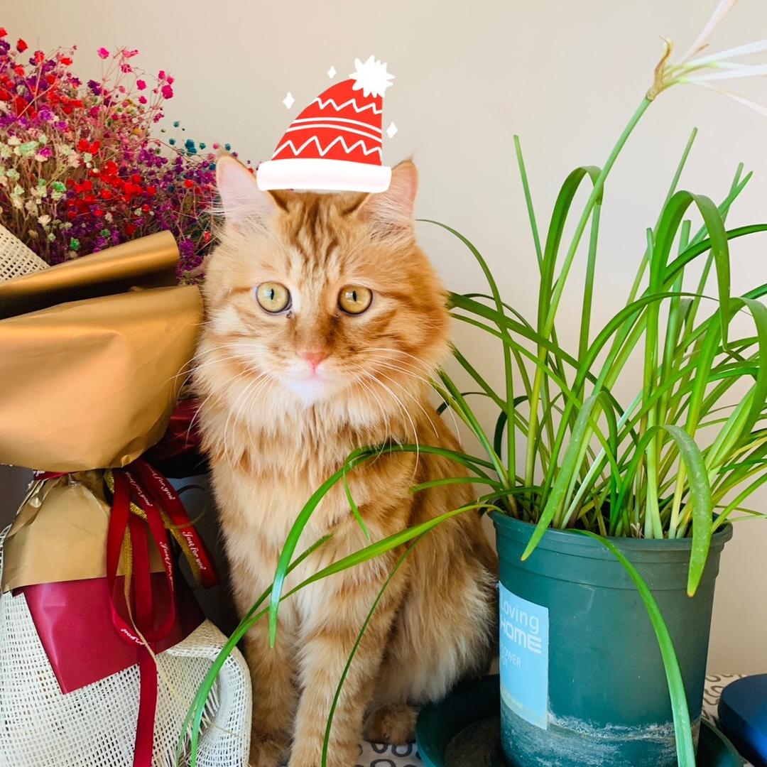 猛男胖虎